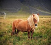 Handsome Icelandic horse. They are small, but they are NOT ponies. Image by Thorpewood